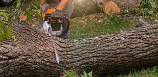 How Our Tree Care Process Works  in  Shreve, OH