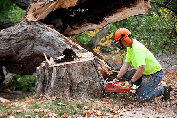 Professional Tree Services in Shreve, OH